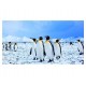 Sticker decorativ, Pinguini, 130 cm, 794STK